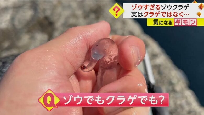手のひらの上で、くねくね動く透明な生き物「ゾウクラゲ」