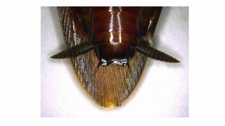 ゴキブリは「尾毛（びもう）」で空気の流れを感じ取る（画像提供：アース製薬）
