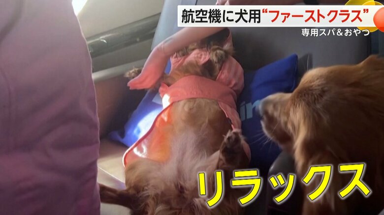 よっぽど気持ちよかったのか、おなかを見せてリラックスしていたワンちゃん