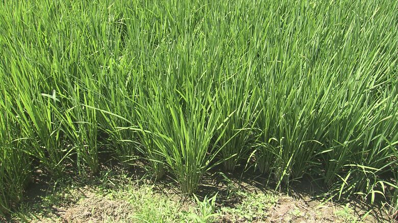 これから穂が出るコシヒカリ