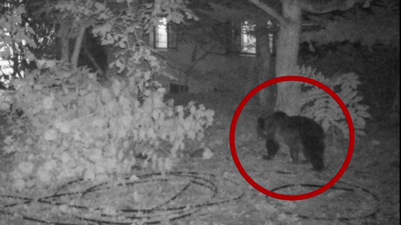 カメラに映ったクマ