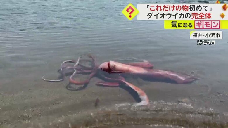 2022年4月に福井・小浜市の海岸に現れたダイオウイカ