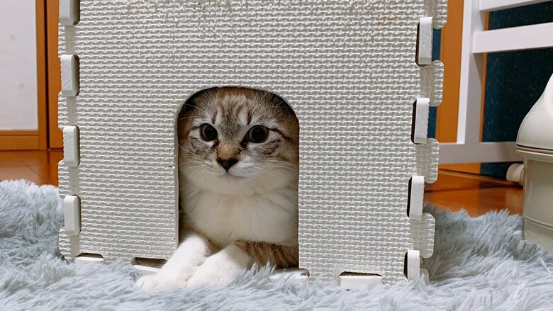 2021年12月ごろ。お家も少し狭くなり…