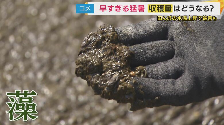 一面に繁殖している「藻」