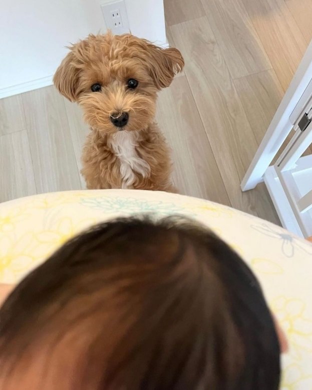 「心配そうな顔」で見つめるマルちゃん