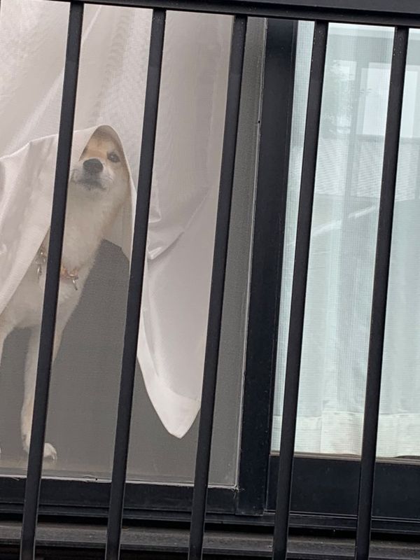 提供：柴犬 しんさん