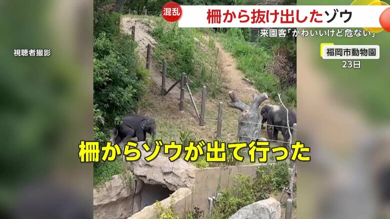 柵から抜け出した3歳のメスの子ゾウ