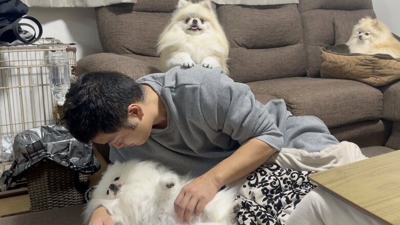 カメラ目線な中央：クララちゃん　右：マリンちゃん　下：パパとメルちゃん（提供：愉快な3姉妹ポメラニアンちゃんねるさん）