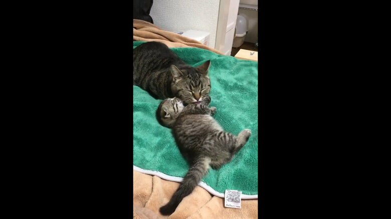 以前飼っていて亡くなってしまった「はると」という猫と仲がよかった　上：トメ次　下：はると