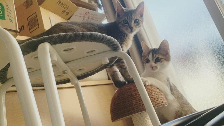 お家に迎えたころの2匹