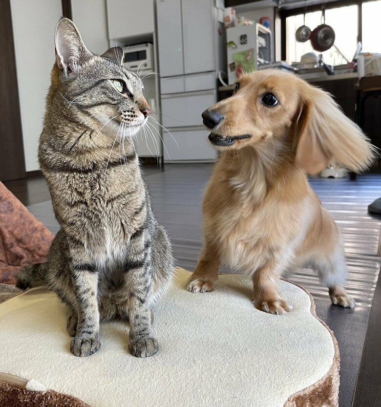 外を見るねこくんを、見つめるボンくん