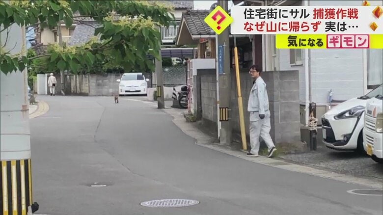 距離を保ちながら、サルについていく市の職員