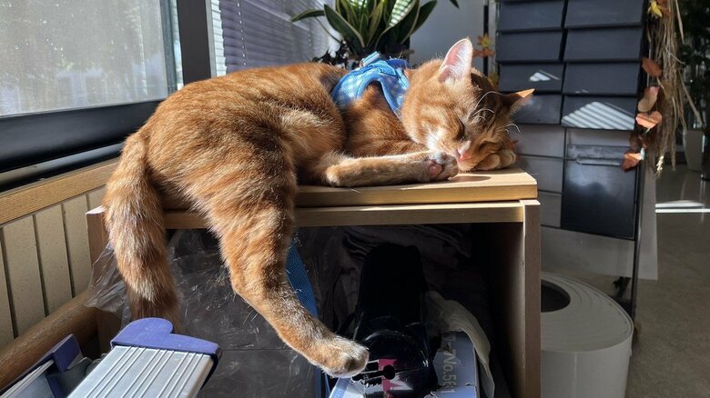 お昼寝を挟みつつ…