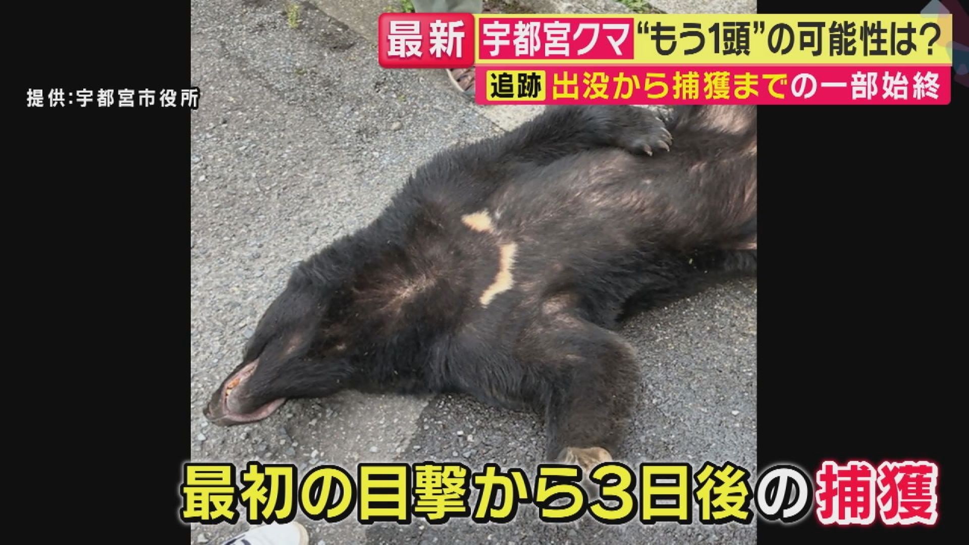 うわ、クマがいる』と思ったら1.5mくらいの塀を軽々と飛び越えて