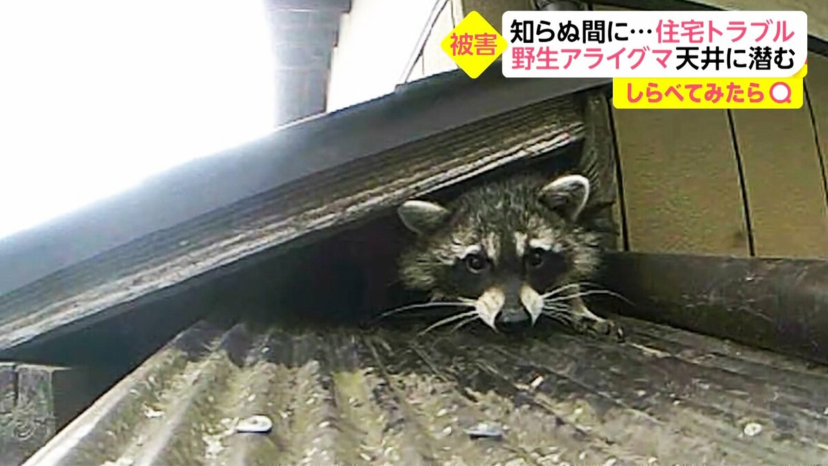 屋根裏にアライグマ 住宅トラブル しらべてみたら Fnnプライムオンライン