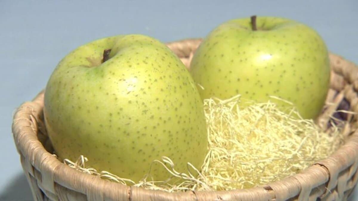 ファッション通販 ひろえこけし りんご兄弟 締めくくら 工芸品