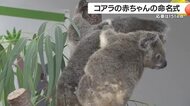 コアラの赤ちゃんの命名式　鹿児島市・平川動物公園