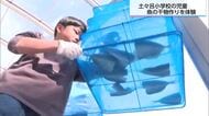 地元の産業を学ぶ　土々呂小で魚の干物づくり