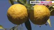 福島市・信夫山「北限のユズ」を小学生と高校生が収穫　2023年から出荷再開　本格復活に向け