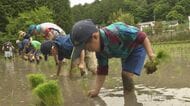 赤とんぼの復活目指し栽培…愛知県豊田市のブランド米『赤とんぼ米』の田植え体験会 県内の10家族が参加