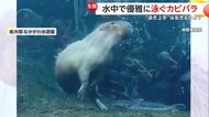 カピバラが水中で優雅に泳ぎ華麗にターン！？実は5分間潜水も可能な水泳能力…天敵から身を守るため　栃木・大田原市「なかがわ水遊園」