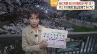【中継】富山・松川べりの桜、8分咲きで満開に迫る　週末は雨模様で桜は短い見頃に