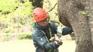 相次ぐ倒木受け緊急点検　砧公園の樹木約5000本　ほとんど“樹齢60年以上”　専門家による検査を実施