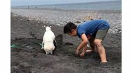 柴犬と男の子の“砂掘り真剣勝負”が微笑ましい…決着はついたの…