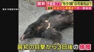 「『うわ、クマがいる』と思ったら1.5mくらいの塀を軽々と飛び越えて…」目撃者語る“恐怖の瞬間”　住宅街に残された生々しい足跡　1頭捕獲も“もう1頭”の可能性　「都市部でのクマ対策は難しい」専門家指摘
