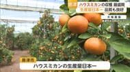 生産量日本一の唐津ハウスミカンが収穫最盛期　2週間遅れも品質は良好【佐賀県】