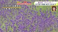 北海道【吉井さんの天気予報 26日(金)】ラベンダーの季節到来！北海道は台風とは別の低気圧で雨雲広がる…週末はいつまで雨？来週は晴れて夏本番の暑さ