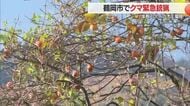 鶴岡市でクマ1頭を緊急銃猟で駆除・体長70センチのオス　県内では6例目の緊急銃猟　山形