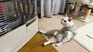 「お正月休み明けってダルいよね…」ストーブ前で脱力して休む猫が人間みたい…何をした後だったのか飼い主に聞いた