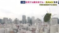 「キモっ！」「恐怖」「だめー！」「くさっ」　“緑色の厄介者”「カメムシ」が増加中　繁華街にも家にも…放置すると“仲間を呼んで”越冬する恐れも　害虫駆除の”プロ”が注意すべき点を解説