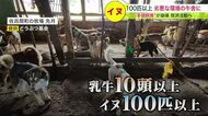 乳牛の周りに100匹以上のイヌ…劣悪な環境の牛舎で「多頭飼育崩壊」餓死など悲惨な事態も【北海道発】