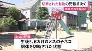 胴体や頭が切られる…公園などに子ネコとニワトリの切断された死骸 同じ人物による動物愛護法違反の疑いも