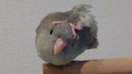 「どっからきた足！？」頭をセルフマッサージするインコの体勢がすごい…どうしてこうなったのか飼い主に聞いた