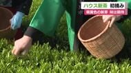 “萌黄色”の新芽 ハウス新茶の初摘み会　やや小さいものの味は期待