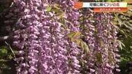 春風に揺れるフジの花　四万十市の名所・香山寺で400本以上が見頃迎える【高知】