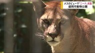 メスのピューマ「ニーナ」来園 盛岡市動物公園【岩手県】