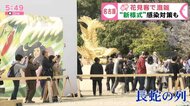 降臨した「金シャチ」にも長蛇の列…桜見ごろの名古屋城に大勢の…