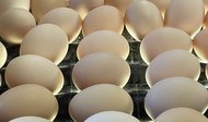 きょうは「大寒」!強烈な寒さピークで逆に美味しくなる「大寒たまご」って知ってる?