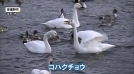 大雨でピンチ… 冬の使者「コハクチョウ」飛来できる? 関係者やきもき 「白鳥湖」に土砂流入