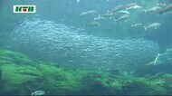 長崎県佐世保市の水族館に運ばれてきたのは…約3000匹のあの魚!