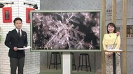 「雪は天から送られた手紙である」という言葉も…雪の結晶を気象予報士が解説