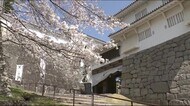 ＜ふくしま桜紀行＞二本松市　霞ヶ城公園・島山　稚児舞台の桜・…