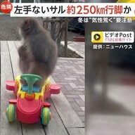 「すごくびっくり」“左手のないサル”が住宅デッキに　東京・神奈川でも目撃されたサルが山梨まで250km行脚か　“人に危害のおそれ”町が注意呼びかけ　山梨・富士河口湖町