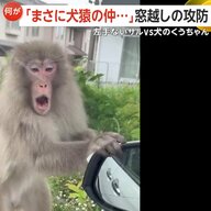 【犬猿の仲】左手のないサルVS犬のくうちゃん　窓越しの攻防が第2ラウンド突入…威嚇合戦の勝敗はいかに？飼い犬の健闘に「負けていなかった」