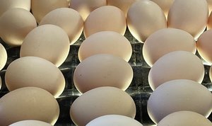 きょうは「大寒」!強烈な寒さピークで逆に美味しくなる「大寒たまご」って知ってる?