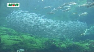 長崎県佐世保市の水族館に運ばれてきたのは…約3000匹のあの魚!